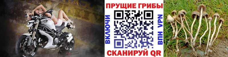 Псилоцибиновые грибы мухоморы Аркадак